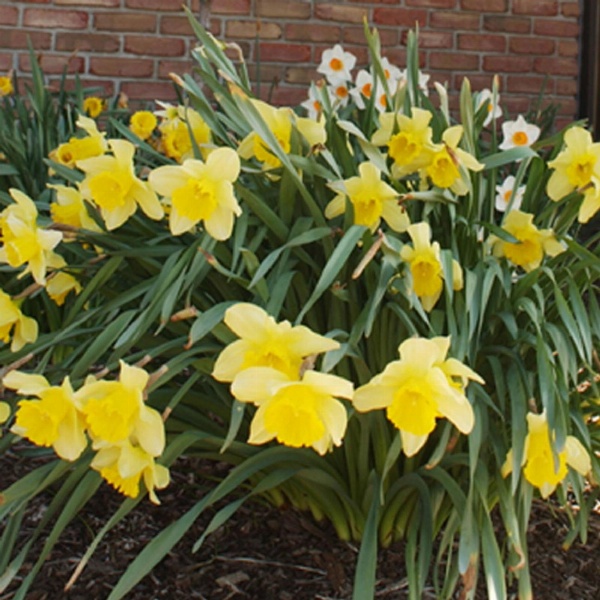 Meadow Court Inn - Ithaca image 6